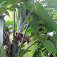Seeded banana