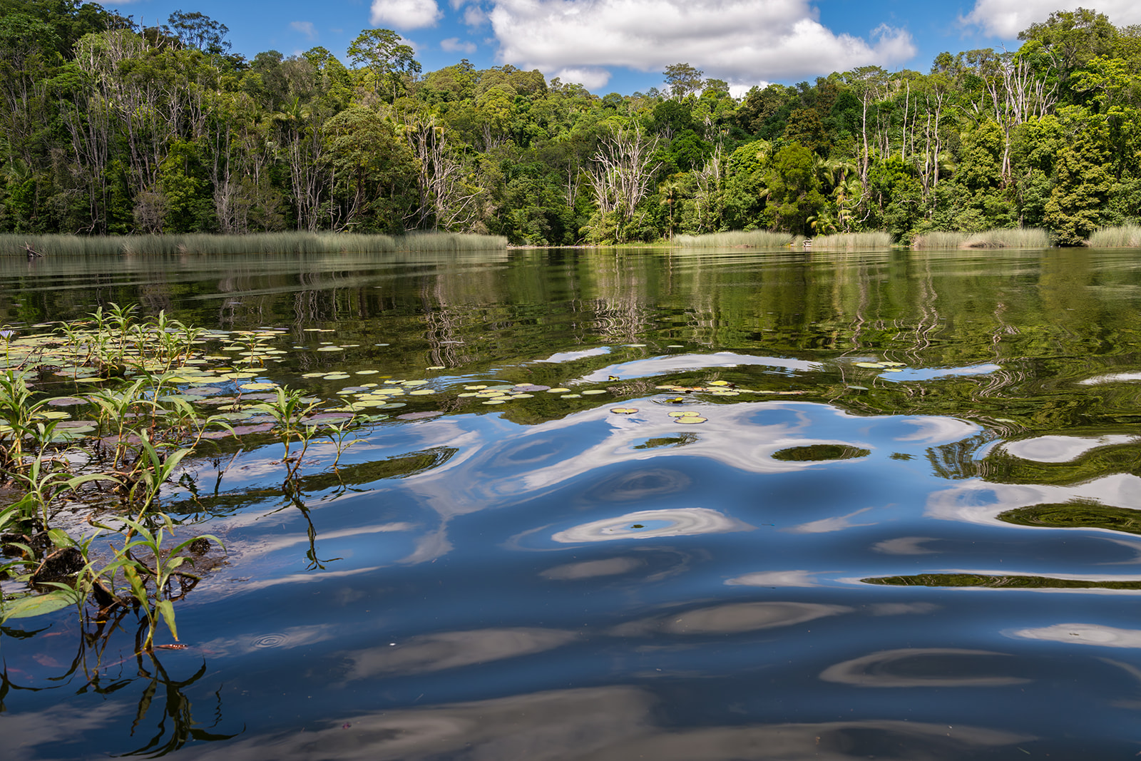 tender info - Rous County Council