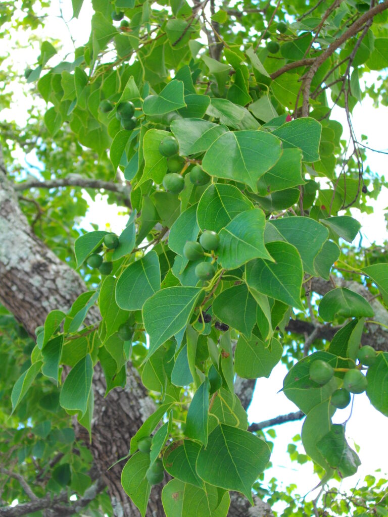 Chinese tallow - Rous County Council