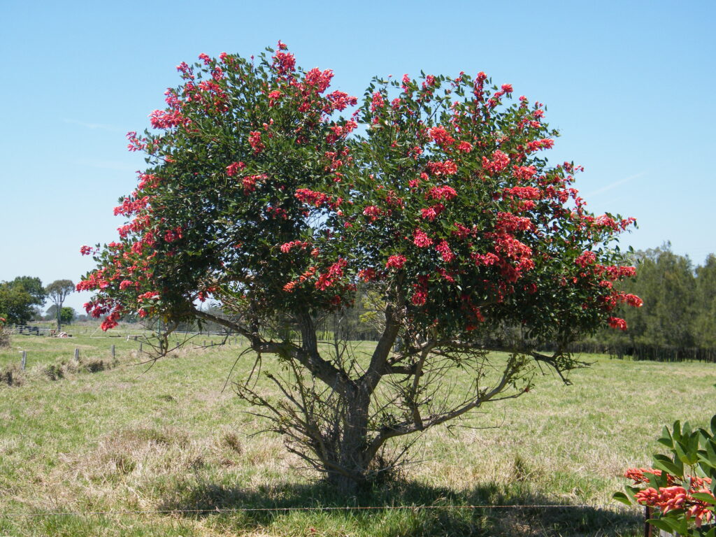 Coral Tree 024 - Rous County Council