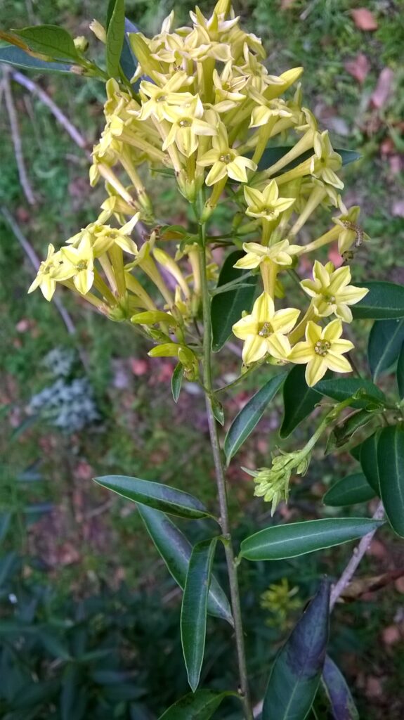 Green cestrum - Rous County Council