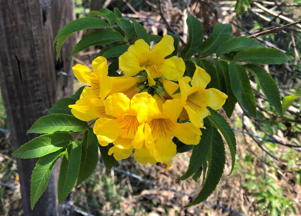 Yellow bells - Rous County Council